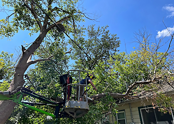 Minneapolis Tree Services Minnesota Tree Experts