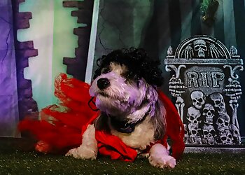 Cleveland Dog Training Miracle K9 Training