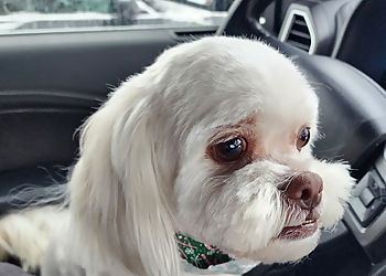 Miss Emily's Pet Salon - Fort Wayne, IN Pet Grooming - Service Image