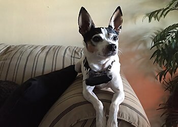 Garland Dog Walkers Miss Vicky's Pet Sitting & Services