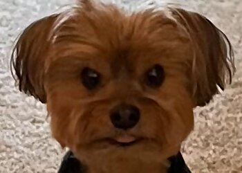 Garland Dog Walkers Miss Vicky's Pet Sitting & Services