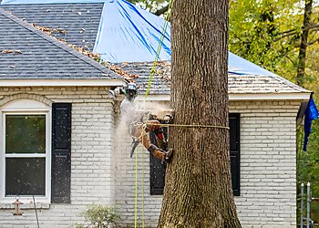 Memphis Tree Services Mister Tree Service