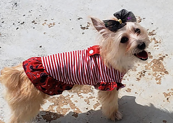 Knoxville Pet Grooming Misty's Pet Depot