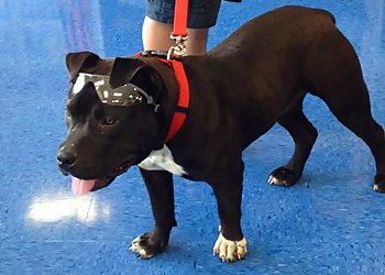 Knoxville Pet Grooming Misty's Pet Depot