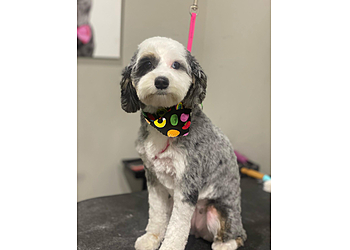 Charlotte Pet Grooming Modern Pet Salon Ballantyne