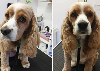 Louisville Pet Grooming Mona's Pet X-Ing At Highview