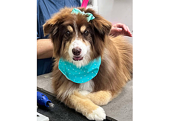 Louisville Pet Grooming Mona's Pet X-Ing At Highview