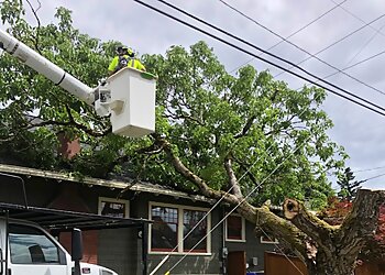 Portland Tree Services Monkeyman's Tree Service