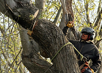 Athens Tree Services Monster Tree Service of Athens