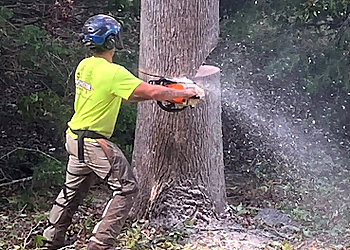 Athens Tree Services Monster Tree Service of Athens