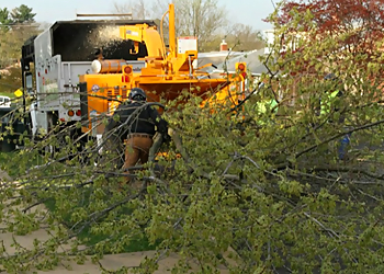 Hartford Tree Services Monster Tree Service of Hartford