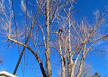 Denver Tree Services Monster Tree Service of North Metro Denver