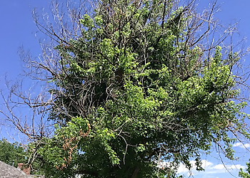 Thornton Tree Services Monster Tree Service of North Metro Denver