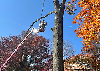 Pittsburgh Tree Services Monster Tree Service of Pittsburgh
