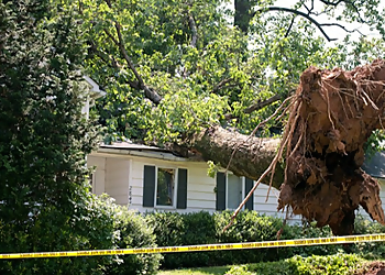 Plano Tree Services Monster Tree Service of Plano