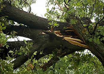 Plano Tree Services Monster Tree Service of Plano