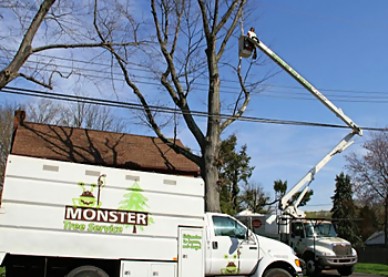 Monster Tree Service of Plano Plano Tree Services image 1