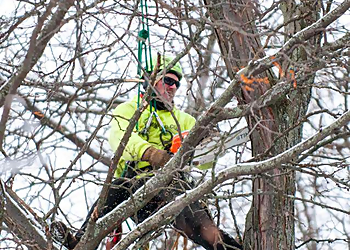 Rochester Tree Services Monster Tree Service of Rochester