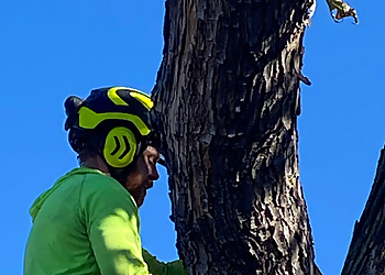 Aurora Tree Services Monster Tree Service of Southeast Denver