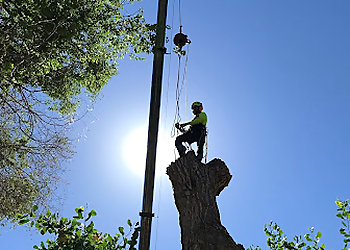 Aurora Tree Services Monster Tree Service of Southeast Denver