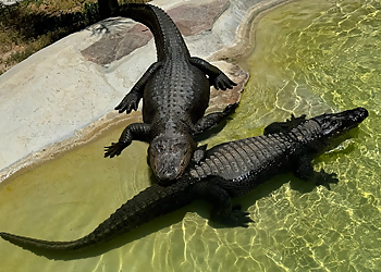 Salinas Places To See Monterey Zoo