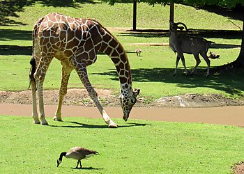 Montgomery Places To See Montgomery Zoo