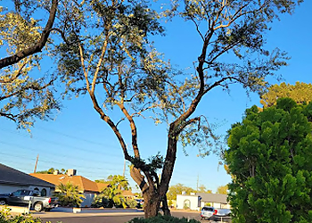 Glendale Tree Services Montufar's Tree Service