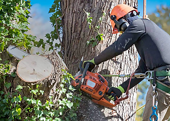 Glendale Tree Services Montufar's Tree Service