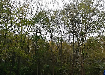 Joliet Tree Services Moreno Tree Service Inc