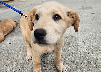 Moreno Valley Veterinary Clinics Moreno Valley Animal Hospital