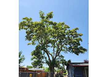 Moreno Valley Tree Services - Moreno Valley, CA Tree Services - Service Image