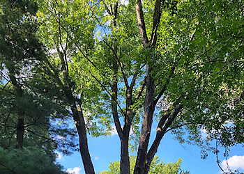 Rockford Tree Services Morning Wood Tree Service