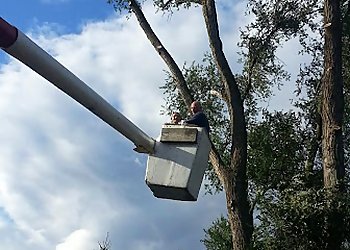 Rockford Tree Services Morning Wood Tree Service