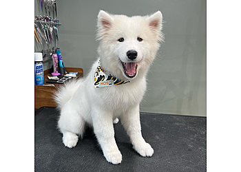 Mosa Pet Spa & Boutique - Cary, NC Pet Grooming - Service Highlights