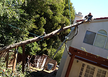 Sunnyvale Tree Services Mountain View Tree Service