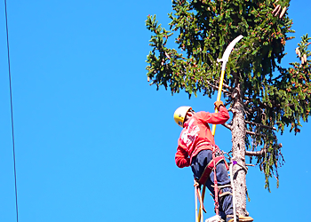 Sunnyvale Tree Services Mountain View Tree Service