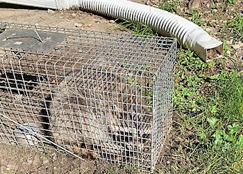 Chicago Animal Removal Mr. Critter