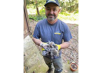 San Francisco Animal Removal Mr. Raccoon