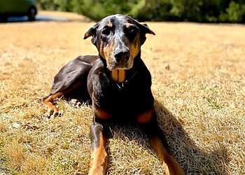 Memphis Dog Walkers Mr. Scruff's Pet Care