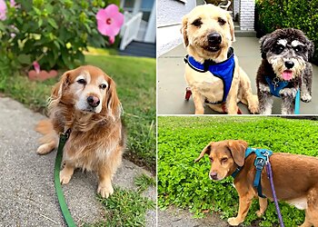 Memphis Dog Walkers Mr. Scruff's Pet Care