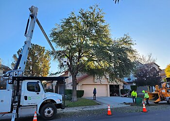 Henderson Tree Services Mr Tree