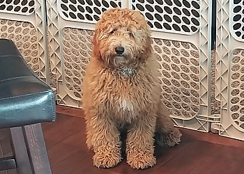 Lincoln Pet Grooming Muddy Mutts Grooming