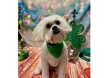 Fayetteville Pet Grooming Muddy Paws