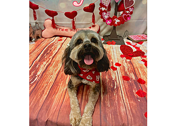 Fayetteville Pet Grooming Muddy Paws