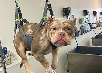 Vancouver Pet Grooming Muddy Paws DIY Dog Wash