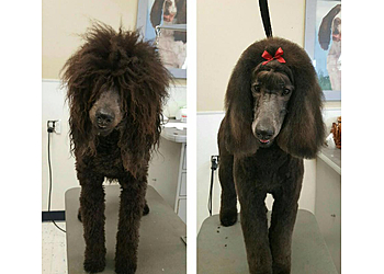 Orange Pet Grooming Muddy Paws OC