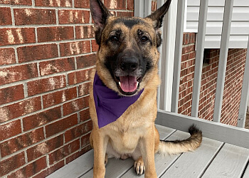 3 Best Pet Grooming in Fayetteville, NC - Expert Recommendations