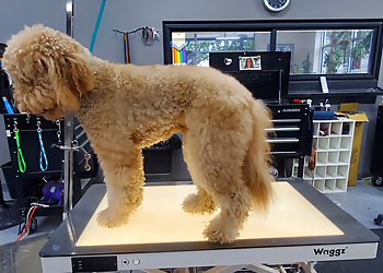 Portland Pet Grooming Mudpuppies Grooming On Lombard