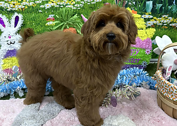 Portland Pet Grooming Mudpuppies Grooming On Lombard