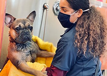 San Francisco Pet Grooming Mudpuppy's